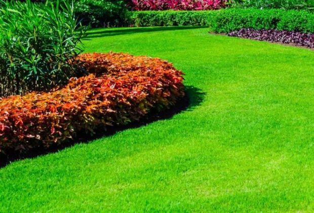 when you are choosing a type of grass for your Lawn