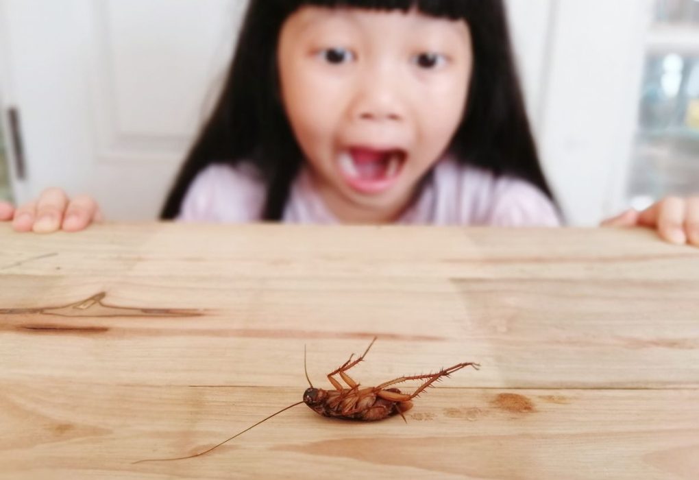 The Hidden Health Risks: How Pests Can Affect Allergies and Asthma
